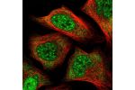 Immunofluorescent staining of human cell line U-2 OS shows localization to nuclear speckles & cytosol.