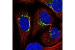 Immunofluorescent staining of human cell line U-2 OS shows localization to the Golgi apparatus.