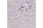 Immunohistochemical staining of human liver shows strong cytoplasmic positivity in bile duct cells.