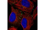 Immunofluorescent staining of human cell line U-2 OS shows localization to cell junctions.