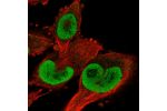 Immunofluorescent staining of human cell line U-251 MG shows localization to nucleoplasm & nucleoli fibrillar center.