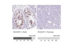 Immunohistochemistry analysis in human testis and pancreas tissues using HPA043912 antibody. Corresponding RACGAP1 RNA-seq data are presented for the same tissues.