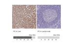 Immunohistochemistry analysis in human liver and lymph node tissues using HPA043922 antibody. Corresponding PC RNA-seq data are presented for the same tissues.