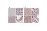 Immunohistochemical staining of human cerebral cortex, colon, pancreas and testis using Anti-STIP1 antibody HPA044062 (A) shows similar protein distribution across tissues to independent antibody HPA039291 (B).