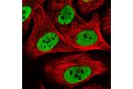 Immunofluorescent staining of human cell line U-2 OS shows localization to nucleoplasm.