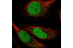 Immunofluorescent staining of human cell line U-2 OS shows localization to nucleoplasm.