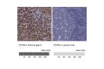 Immunohistochemistry analysis in human adrenal gland and lymph node tissues using HPA044393 antibody. Corresponding FDXR RNA-seq data are presented for the same tissues.