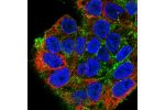 Immunofluorescent staining of human cell line Hep G2 shows localization to plasma membrane & cytosol.