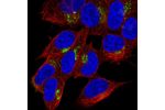Immunofluorescent staining of human cell line SH-SY5Y shows localization to the Golgi apparatus.