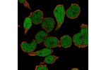 Immunofluorescent staining of human cell line REH shows localization to nucleoplasm.