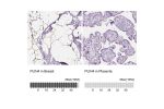 Immunohistochemical staining of human adipose tissue, breast, colon and liver using Anti-PLIN4 antibody HPA044682 (A) shows similar protein distribution across tissues to independent antibody HPA054657 (B).