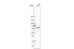 Western blot analysis in human cell line K562.
