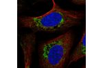 Immunofluorescent staining of human cell line U-2 OS shows localization to mitochondria.