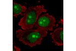 Immunofluorescent staining of human cell line PC-3 shows localization to nucleus & nucleoli.