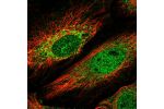 Immunofluorescent staining of human cell line HeLa shows localization to nucleoplasm & mitochondria.