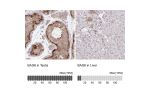 Immunohistochemistry analysis in human testis and liver tissues using Anti-BAG6 antibody. Corresponding BAG6 RNA-seq data are presented for the same tissues.