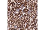 Immunohistochemical staining of human kidney shows strong cytoplasmic positivity in cells in renal tubules.