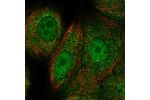 Immunofluorescent staining of human cell line MCF7 shows localization to nucleoplasm, mitochondria & cell junctions.