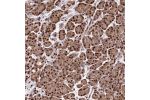 Immunohistochemical staining of human pancreas shows strong nuclear positivity in exocrine glandular cells.