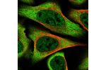 Immunofluorescent staining of human cell line U-2 OS shows localization to nucleoplasm & cytosol.