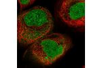 Immunofluorescent staining of human cell line A-431 shows localization to nucleus & nuclear membrane.