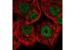 Immunofluorescent staining of human cell line MCF7 shows localization to nucleoplasm & centrosome.