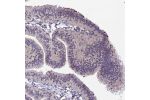 Immunohistochemical staining of human fallopian tube shows weak nuclear positivity in subset of glandular cells.