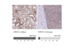 Immunohistochemistry analysis in human kidney and pancreas tissues using Anti-ATP5F1 antibody. Corresponding ATP5F1 RNA-seq data are presented for the same tissues.