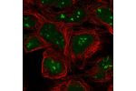 Immunofluorescent staining of human cell line HEK 293 shows localization to nucleus & nucleoli fibrillar center.
