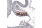 Immunohistochemical staining of mouse embryo E11 shows strong nuclear positivity in the developing cerebellum.