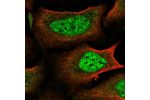 Immunofluorescent staining of human cell line U-2 OS shows localization to nucleoplasm & nuclear bodies.