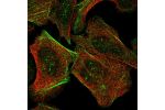 Immunofluorescent staining of human cell line U-2 OS shows localization to nucleoli fibrillar center & actin filaments.