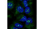 Immunofluorescent staining of human cell line HEK 293 shows localization to nucleoli & cytosol.
