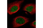 Immunofluorescent staining of human cell line U-2 OS shows localization to nucleoplasm.