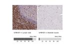Immunohistochemistry analysis in human lymph node and skeletal muscle tissues using Anti-SAMHD1 antibody. Corresponding SAMHD1 RNA-seq data are presented for the same tissues.