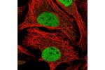 Immunofluorescent staining of human cell line U-2 OS shows localization to nucleoplasm.