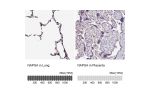 Immunohistochemistry analysis in human lung and placenta tissues using Anti-NAPSA antibody. Corresponding NAPSA RNA-seq data are presented for the same tissues.
