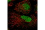 Immunofluorescent staining of human cell line HeLa shows localization to nucleus.