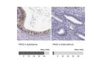Immunohistochemistry analysis in human epididymis and endometrium tissues using Anti-PAX2 antibody. Corresponding PAX2 RNA-seq data are presented for the same tissues.