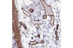 Immunohistochemical staining of human colon shows strong positivity in endothelial cells.