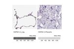 Immunohistochemistry analysis in human lung and placenta tissues using Anti-NAPSA antibody. Corresponding NAPSA RNA-seq data are presented for the same tissues.
