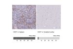 Immunohistochemistry analysis in human spleen and cerebral cortex tissues using Anti-NCF1 antibody. Corresponding NCF1 RNA-seq data are presented for the same tissues.