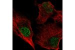 Immunofluorescent staining of human cell line U-2 OS shows localization to nucleus & microtubule organizing center.