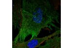 Immunofluorescent staining of human cell line BJ shows localization to plasma membrane & actin filaments.