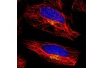 Immunofluorescent staining of human cell line HeLa shows localization to the Golgi apparatus.