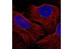 Immunofluorescent staining of human cell line U-2 OS shows localization to vesicles.