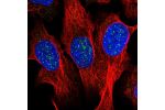 Immunofluorescent staining of human cell line U-2 OS shows localization to nuclear bodies & nucleoli fibrillar center.
