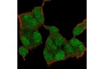 Immunofluorescent staining of human cell line HEK 293 shows localization to nucleus & cytosol.