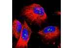 Immunofluorescent staining of human cell line U-251 MG shows localization to nucleoli fibrillar center.