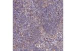 Immunohistochemical staining of human lymph node shows cytoplasmic positivity in non-germinal center cells.